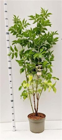 Sambucus nigra 80-100 cm cont. 10L - afbeelding 1