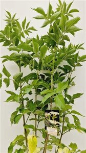 Sambucus nigra 80-100 cm cont. 10L - afbeelding 2