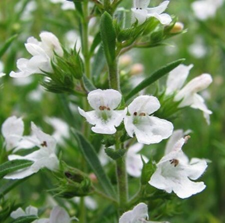 Satureja montana geen maat specificatie 0,55L/P9cm - afbeelding 5