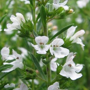 Satureja montana geen maat specificatie 0,55L/P9cm - afbeelding 5