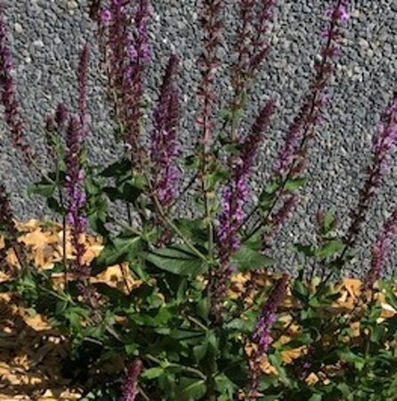 Salvia nem. 'Amethyst' geen maat specificatie 0,55L/P9cm - afbeelding 1