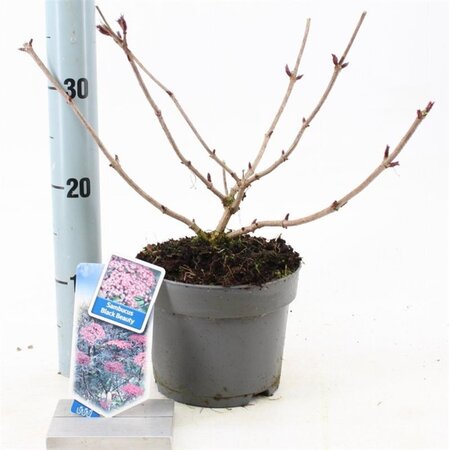 Sambucus nigra Black Beauty 30-40 cm cont. 2,0L - afbeelding 1