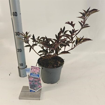 Sambucus nigra Black Beauty 30-40 cm cont. 2,0L - afbeelding 4