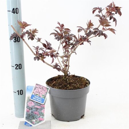 Sambucus nigra Black Beauty 30-40 cm cont. 2,0L - afbeelding 5