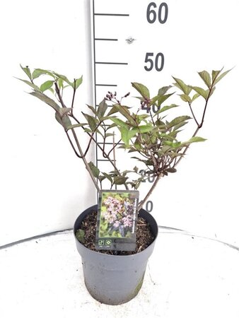 Sambucus nigra Black Beauty 30-40 cm cont. 3,0L - afbeelding 2