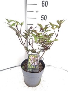 Sambucus nigra Black Beauty 30-40 cm cont. 3,0L - afbeelding 2