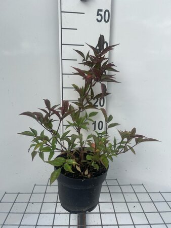 Sambucus nigra Black Beauty 30-40 cm cont. 3,0L - afbeelding 3