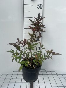 Sambucus nigra Black Beauty 30-40 cm cont. 3,0L - afbeelding 3
