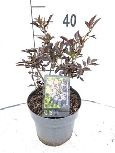 Sambucus nigra Black Beauty 30-40 cm cont. 3,0L - afbeelding 8