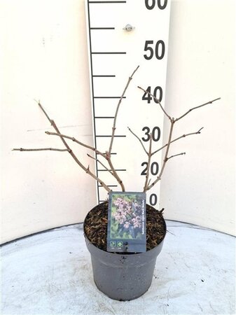 Sambucus nigra Black Beauty 30-40 cm cont. 3,0L - afbeelding 4