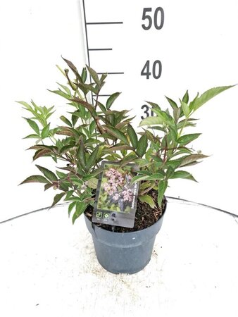 Sambucus nigra Black Beauty 30-40 cm cont. 3,0L - afbeelding 2