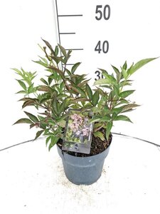Sambucus nigra Black Beauty 30-40 cm cont. 3,0L - afbeelding 2