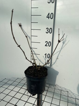 Sambucus nigra Black Beauty 30-40 cm cont. 3,0L - afbeelding 4