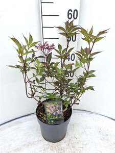 Sambucus nigra Black Beauty 30-40 cm cont. 3,0L - afbeelding 3