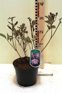 Sambucus nigra Black Beauty 30-40 cm cont. 3,0L - afbeelding 4
