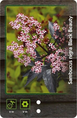 Sambucus nigra Black Beauty 30-40 cm cont. 3,0L - afbeelding 6