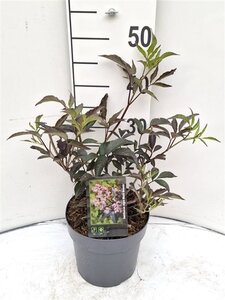Sambucus nigra Black Beauty 30-40 cm cont. 3,0L - afbeelding 3