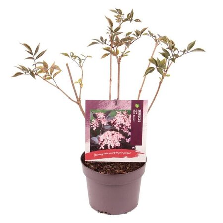 Sambucus nigra Black Beauty 40-50 cm cont. 3,0L - afbeelding 5
