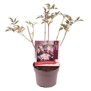 Sambucus nigra Black Beauty 40-50 cm cont. 3,0L - afbeelding 5