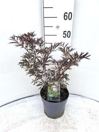Sambucus nigra Black Lace 30-40 cm cont. 3,0L - afbeelding 2