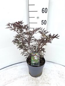 Sambucus nigra Black Lace 30-40 cm cont. 3,0L - afbeelding 2