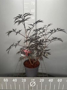 Sambucus nigra Black Lace 30-40 cm cont. 3,0L - afbeelding 1