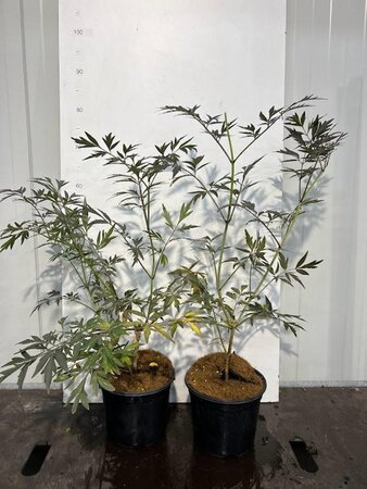 Sambucus nigra Black Lace 30-40 cm cont. 3,0L - afbeelding 2