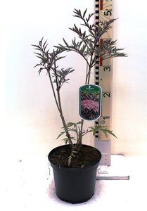 Sambucus nigra Black Lace 30-40 cm cont. 3,0L - afbeelding 5
