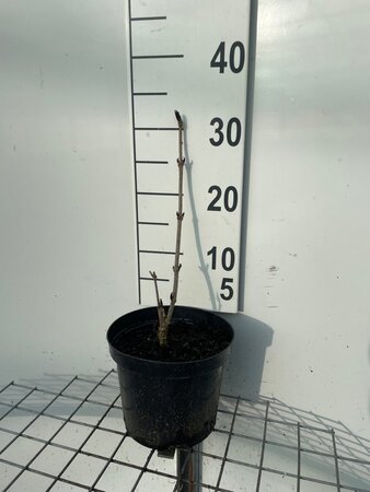 Sambucus nigra Black Lace 30-40 cm cont. 3,0L - afbeelding 5