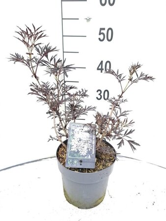 Sambucus nigra Black Lace 30-40 cm cont. 3,0L - afbeelding 10