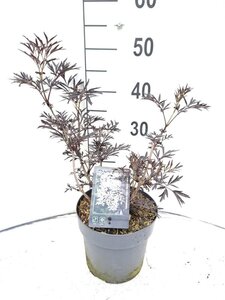 Sambucus nigra Black Lace 30-40 cm cont. 3,0L - afbeelding 10