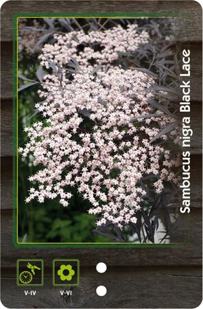 Sambucus nigra Black Lace 30-40 cm cont. 3,0L - afbeelding 3