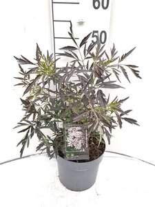 Sambucus nigra Black Lace 30-40 cm cont. 3,0L - afbeelding 4