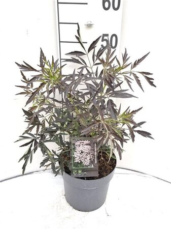 Sambucus nigra Black Lace 30-40 cm cont. 3,0L - afbeelding 7