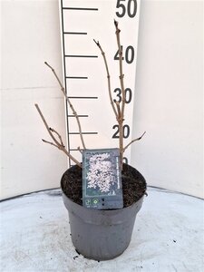 Sambucus nigra Black Lace 30-40 cm cont. 3,0L - afbeelding 5