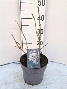 Sambucus nigra Black Lace 30-40 cm cont. 3,0L - afbeelding 8