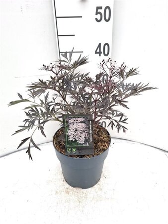 Sambucus nigra Black Lace 30-40 cm cont. 3,0L - afbeelding 2