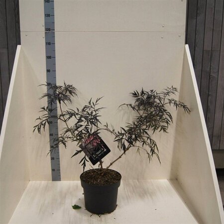 Sambucus nigra Black Lace 60-80 cm cont. 10L - afbeelding 6