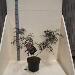Sambucus nigra Black Lace 60-80 cm cont. 10L - afbeelding 6