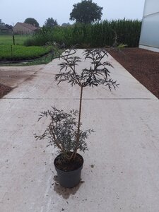 Sambucus nigra Black Lace 60-80 cm cont. 10L