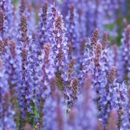 Salvia nem. 'Blauhügel' geen maat specificatie 0,55L/P9cm - afbeelding 1