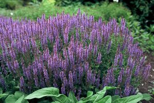 Salvia nem. 'Blauhügel' geen maat specificatie 0,55L/P9cm - afbeelding 1