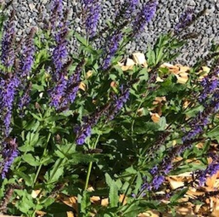 Salvia nem. 'Blauhügel' geen maat specificatie 0,55L/P9cm - afbeelding 3