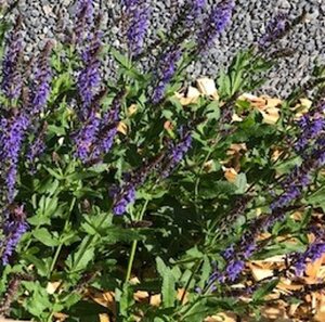 Salvia nem. 'Blauhügel' geen maat specificatie 0,55L/P9cm - afbeelding 3