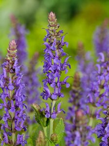 Salvia nem. 'Blauhügel' geen maat specificatie 0,55L/P9cm - afbeelding 4