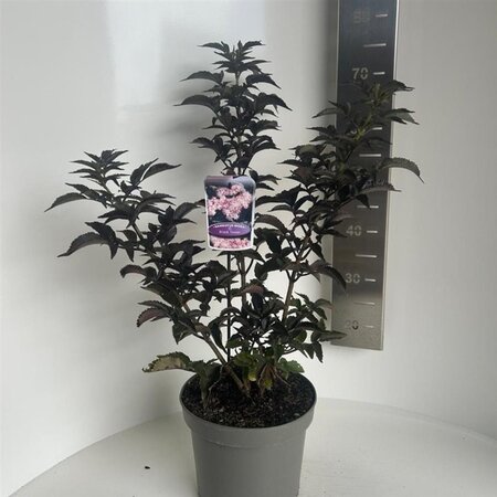 Sambucus nigra Black Tower 40-50 cm cont. 5,0L - afbeelding 1