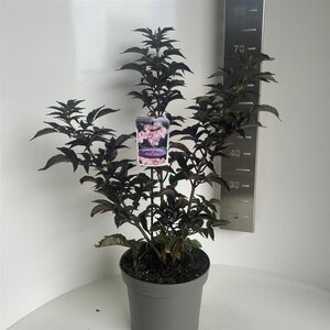 Sambucus nigra Black Tower 40-50 cm cont. 5,0L - afbeelding 1