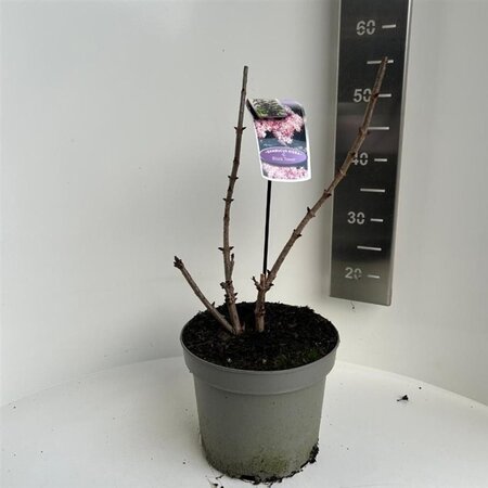 Sambucus nigra Black Tower 40-50 cm cont. 5,0L - afbeelding 2