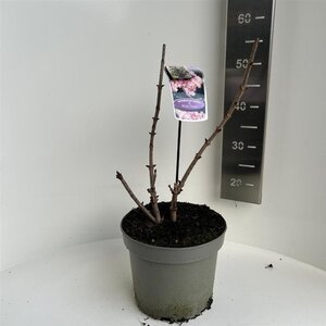 Sambucus nigra Black Tower 40-50 cm cont. 5,0L - afbeelding 2