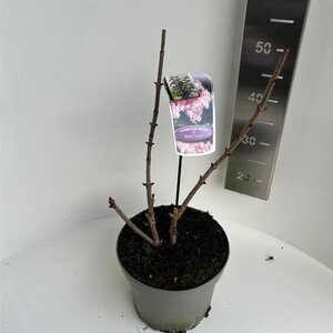Sambucus nigra Black Tower 40-50 cm cont. 5,0L - afbeelding 3